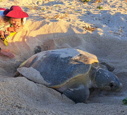 Flatback turtle being monitored by DBCA staff