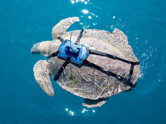 Turtle swimming with monitoring device