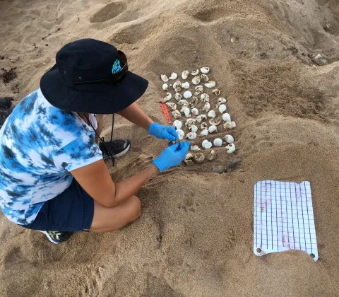 A person counting turtle eggs